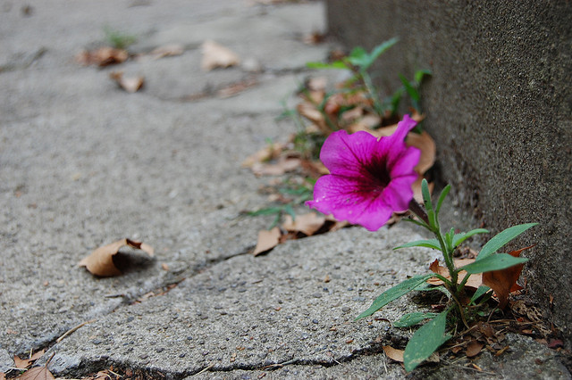 purple flower growing out of a crack in concrete